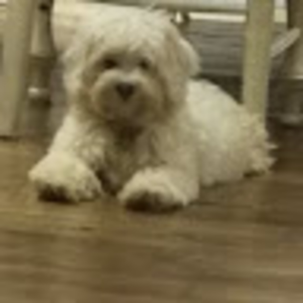 Meet your Posher, Elena